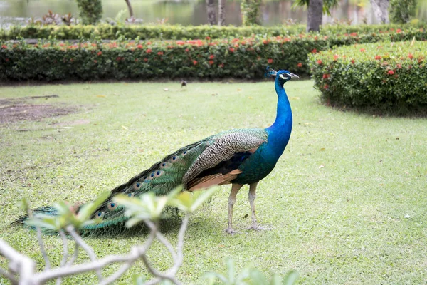 Mooie Mannelijke Peacock Met Veren Park — Stockfoto