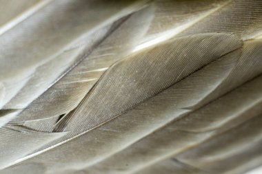 Closeup dokulu ve tüy yüzey