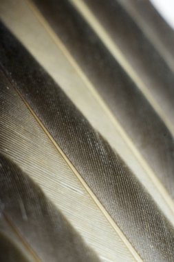 Closeup dokulu ve tüy yüzey