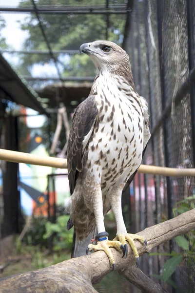 Wechselhafter Falkenadler Zoo Thailand — Stockfoto