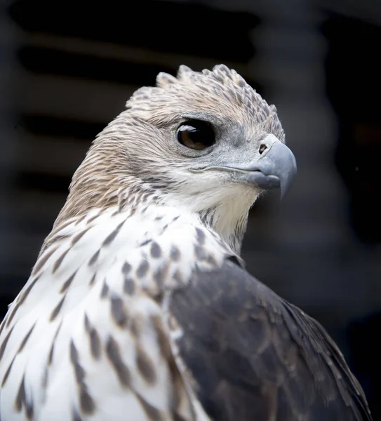 Wechselhafter Falkenadler Zoo Thailand — Stockfoto