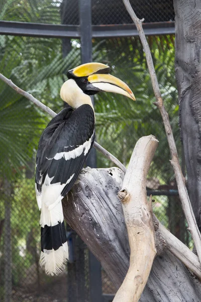 Grande Hornbill Zoológico Tailândia — Fotografia de Stock