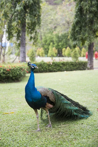 Beau Paon Mâle Avec Des Plumes Dans Parc — Photo