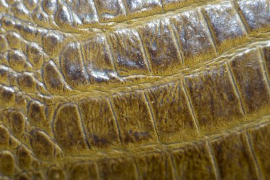 Yakın çekim timsah deri doku arka plan