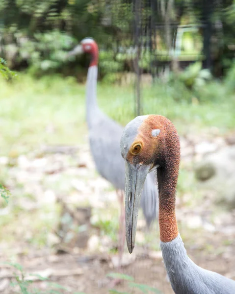 Tayland Sarus Vinç Açık Hayvanat Bahçesi — Stok fotoğraf