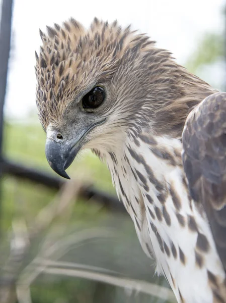 Wechselhafter Falkenadler Zoo Thailand — Stockfoto