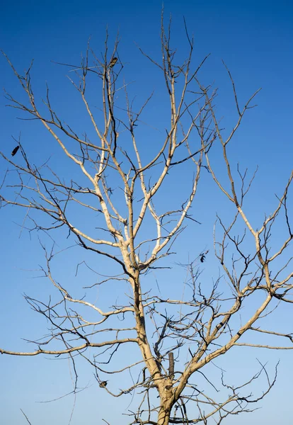 Gren Träd Utan Löv Blå Himmel — Stockfoto