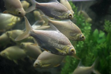 Kırmızı kuyruklu folyo Barb akvaryum. Vahşi hayvan.