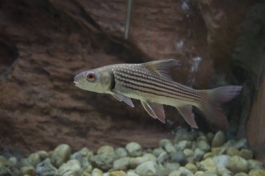 Çizgili barb (Probarbus jullieni) yerli balık Tayland