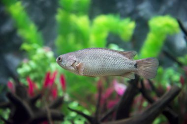 Akvaryum anabas testudineus. Vahşi hayvan.