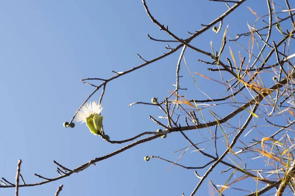 Gros Plan Fleur Texturée Bombax Ceiba — Photo