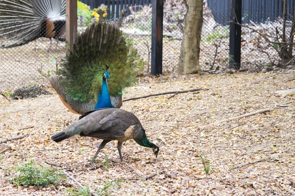 Prachtige Pauw Mannelijke Peacock Zijn Staartveren Weergeven — Stockfoto