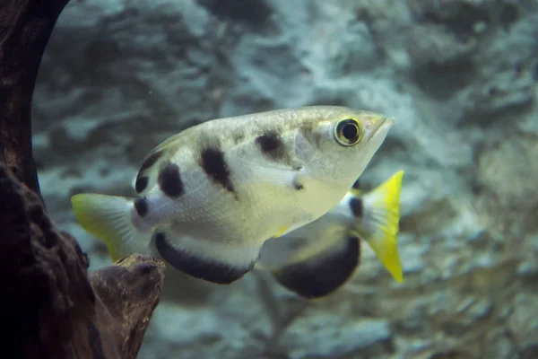 Arqueiros Peixes Blowpipe Toxotidae Aquário Animais Selvagens — Fotografia de Stock