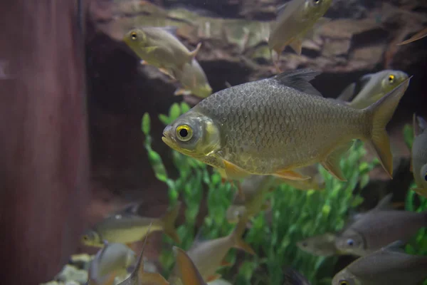 Barbe Tinfoil Queue Rouge Aquarium Animaux Sauvages — Photo