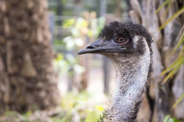 Emu Zoológico Tailândia — Fotografia de Stock