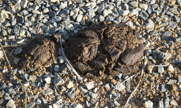 Cow dung on the ground