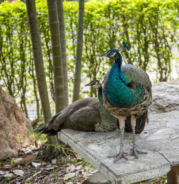 Mooie mannelijke peacock met veren — Stockfoto