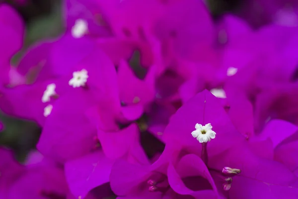 Рожеві Квіти Бугенвіля Тло — стокове фото