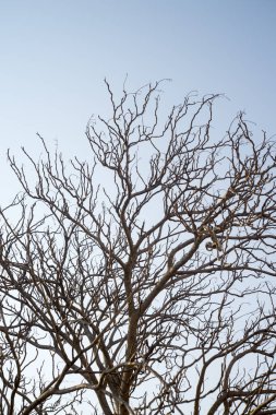 Mavi gökyüzü ile çıplak dalları