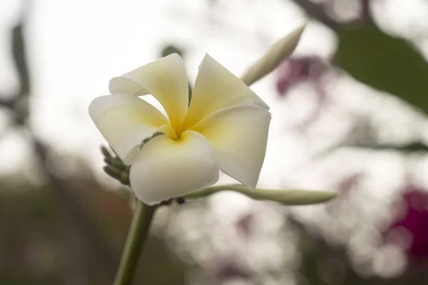 Białe Kwiaty Frangipani Drzewie — Zdjęcie stockowe