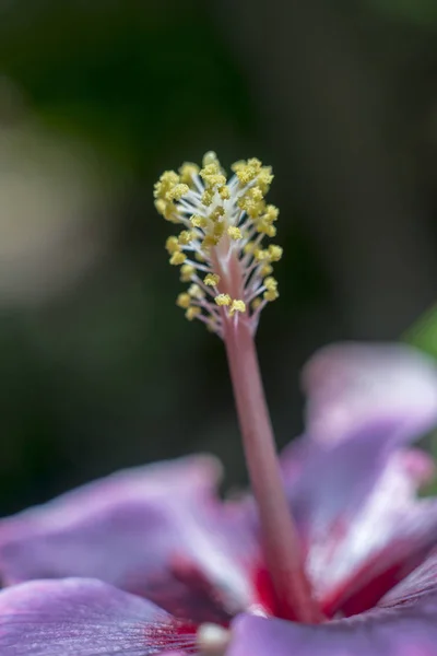 Close Hibiscus Flowers — Stock Photo, Image