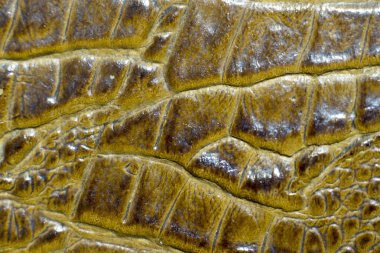 Yakın çekim timsah deri doku arka plan