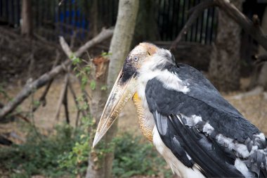 Hayvanat Bahçesi Tayland Leptoptilos dubius