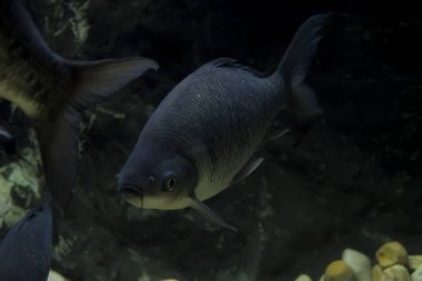 büyük kemikli dudaklı barb balık akvaryum. Vahşi hayvan.