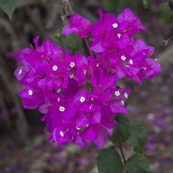Rosa Bougainvillea Blommor Bakgrund — Stockfoto