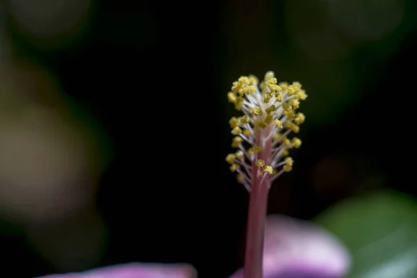 Close Hibiscus Flowers — Stock Photo, Image