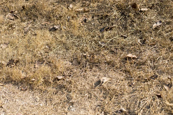 Gräset Vissnade Fältet Grund Det Varma Vädret Växthuseffekten — Stockfoto