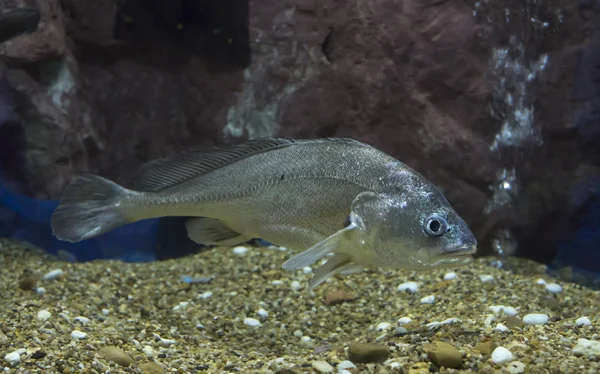 Pesci Croaker Acquario Animali Selvatici — Foto Stock