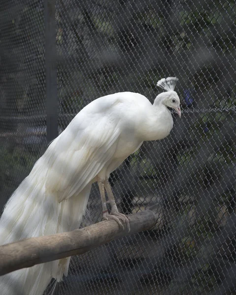 Pavo Real Blanco Tailandia Zoológico —  Fotos de Stock