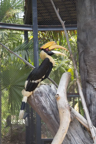 Riesenhornvogel Zoo Thailand — Stockfoto