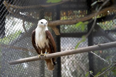 Brahminy uçurtma hayvanat bahçesinde. Tayland