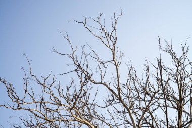 Mavi gökyüzü ile çıplak dalları