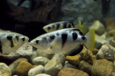 Okçu balık veya hamlaç Balık Akvaryum (Toxotidae). Vahşi hayvan.