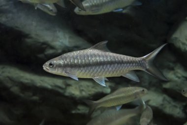 akvaryumda Soro dere sazan balığı. Yaban hayatı hayvan.