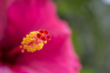 hibiscus çiçek Close-Up