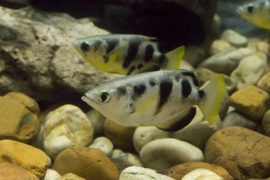 Okçu balık veya hamlaç Balık Akvaryum (Toxotidae). Vahşi hayvan.