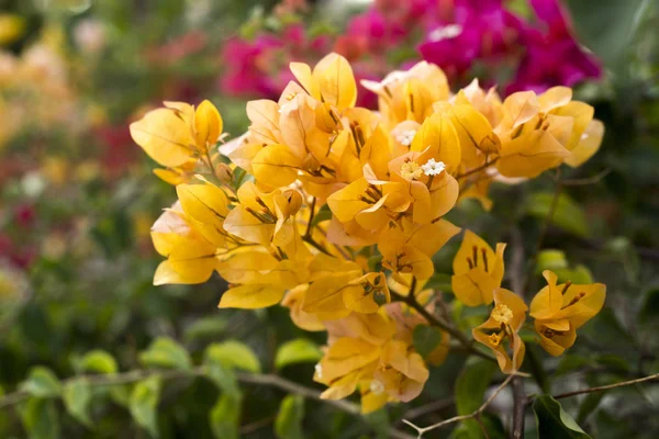 Bougainvillea sárga virágok egy kerti parkban. — Stock Fotó