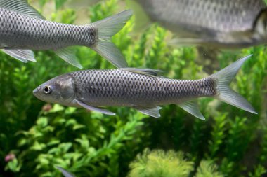 küçük ölçekli çamur sazan balığı akvaryum. Vahşi hayvan.