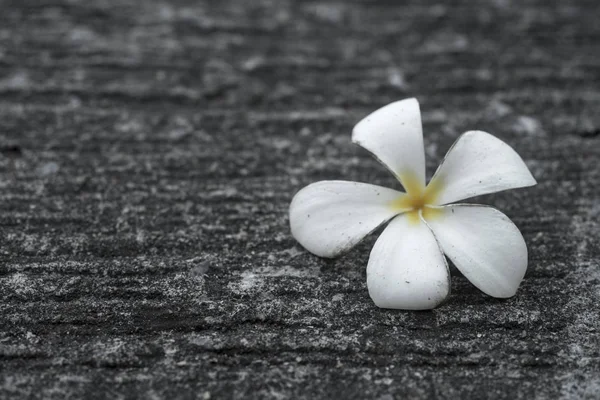 close-up of  White Frangipani flowers on the floor