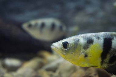 Okçu balık veya hamlaç Balık Akvaryum (Toxotidae). Vahşi hayvan.