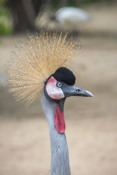 Grulla Gris Coronada Zoológico Una Especie Rara —  Fotos de Stock