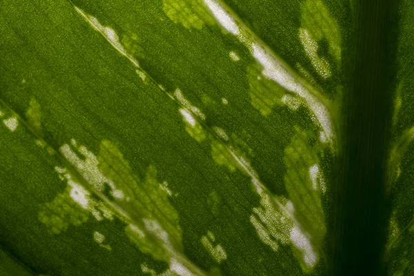 Fechar Até Folhas Verdes Dieffenbachia — Fotografia de Stock