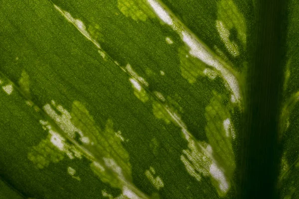 Cerrar Hojas Verdes Dieffenbachia — Foto de Stock