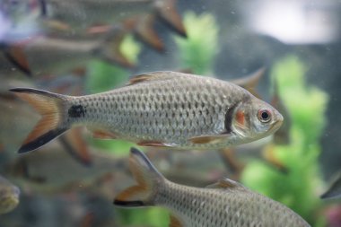 Akvaryum yakın çekim kırmızı yanak Barb Balık. Yaban hayatı hayvan .