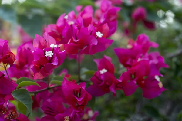 Бугенвіль Рожеві Квіти Садовому Парку — стокове фото