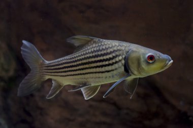 Çizgili barb (Probarbus jullieni) yerli balık Tayland